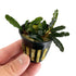 Bucephalandra Green Godzilla - Aquarium Plants Factory