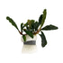 Bucephalandra Green Godzilla - Aquarium Plants Factory