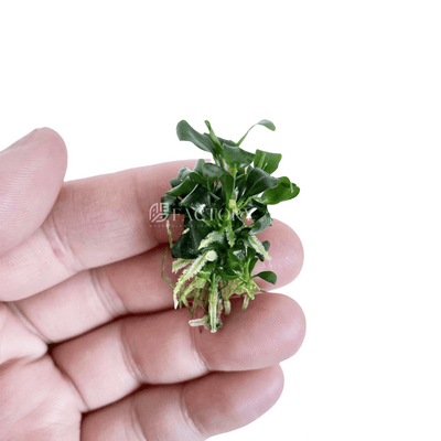 Bucephalandra pygmaea 'Green Wavy Leaf' | APF Aquarium Plants Factory®