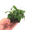 Bucephalandra Green Wavy on Driftwood - Aquarium Plants Factory