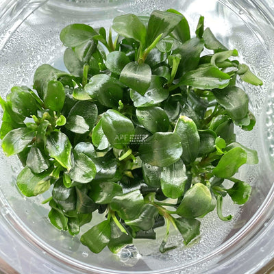 Bucephalandra Green Wavy - Tissue Culture Cup - Aquarium Plants Factory