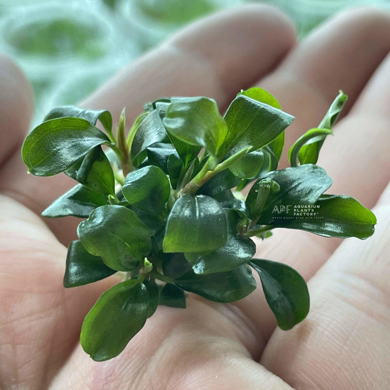 Bucephalandra Green Wavy - Tissue Culture Cup - Aquarium Plants Factory
