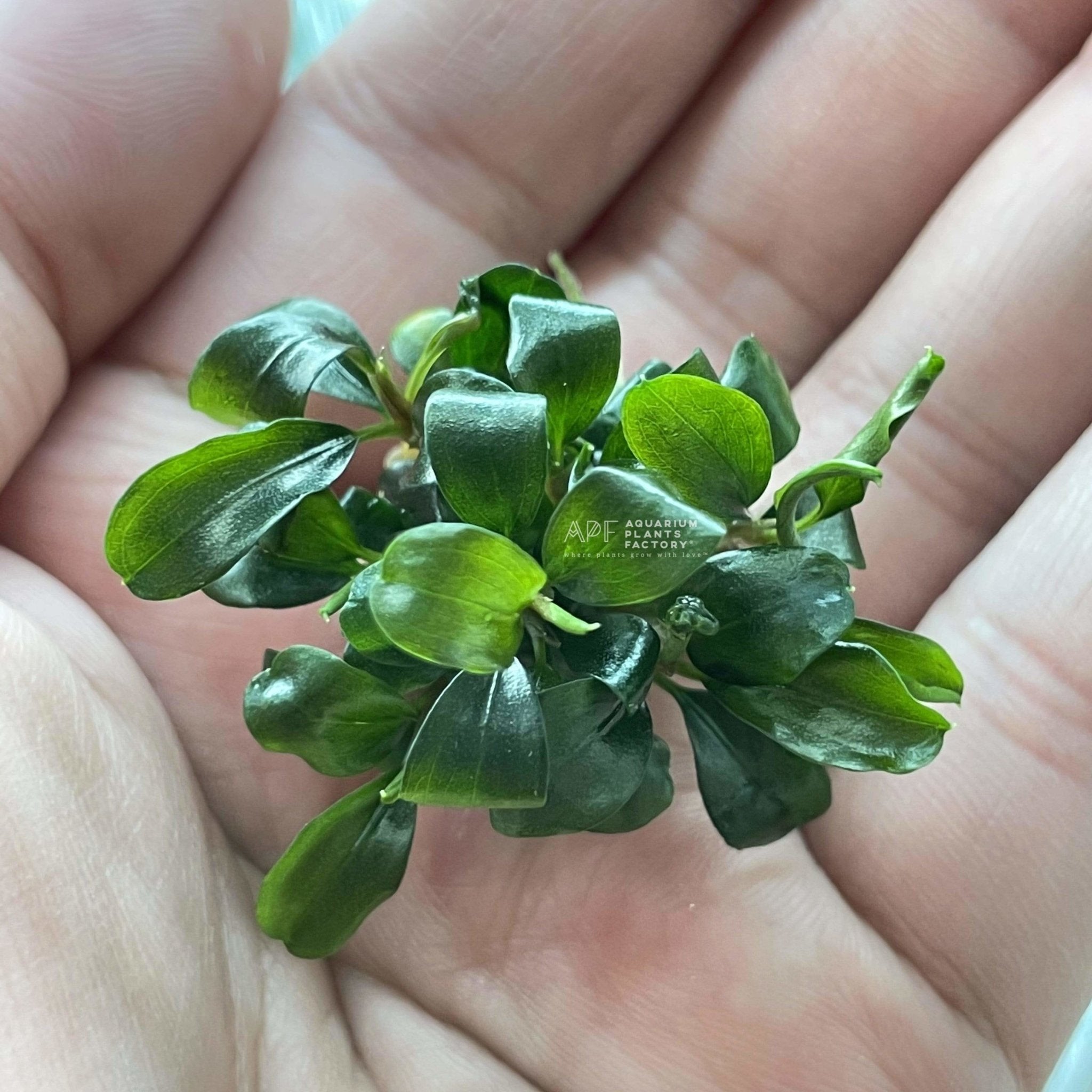 Bucephalandra Green Wavy - Tissue Culture Cup - Aquarium Plants Factory