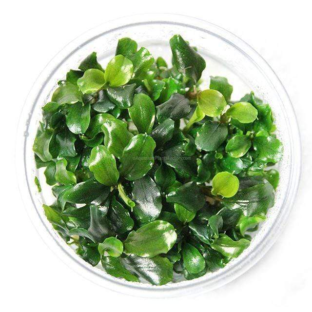 Healthy Bucephalandra Green Wavy plant attached to rock, thriving in a CO2 and non-CO2 freshwater aquarium setup