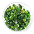 Healthy Bucephalandra Green Wavy plant attached to rock, thriving in a CO2 and non-CO2 freshwater aquarium setup