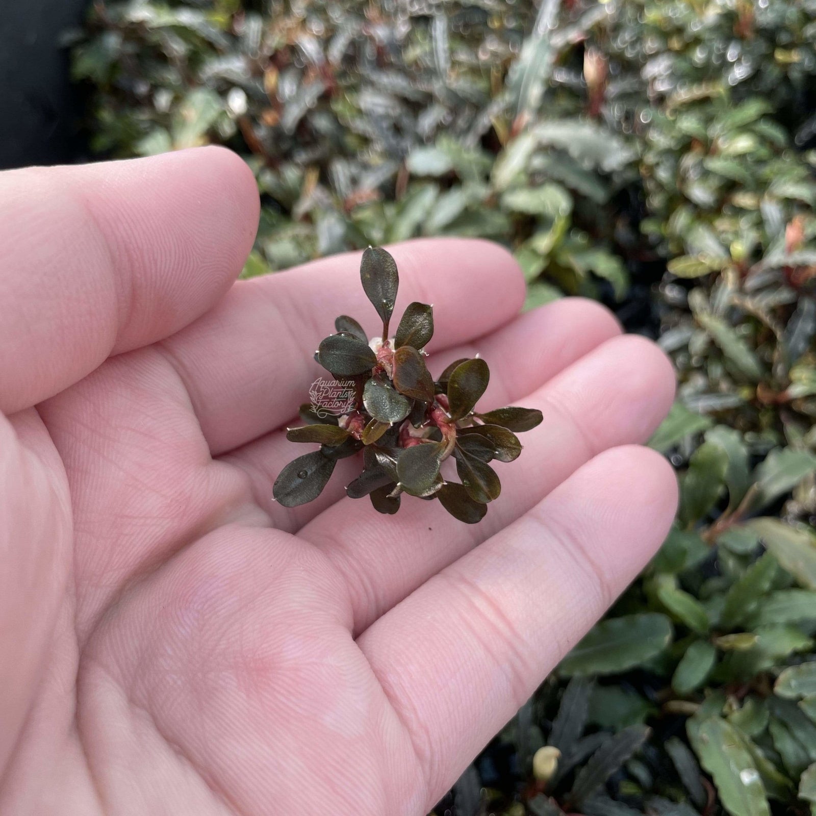 Bucephalandra Kapuas Brownie Ghost - Aquarium Plants Factory