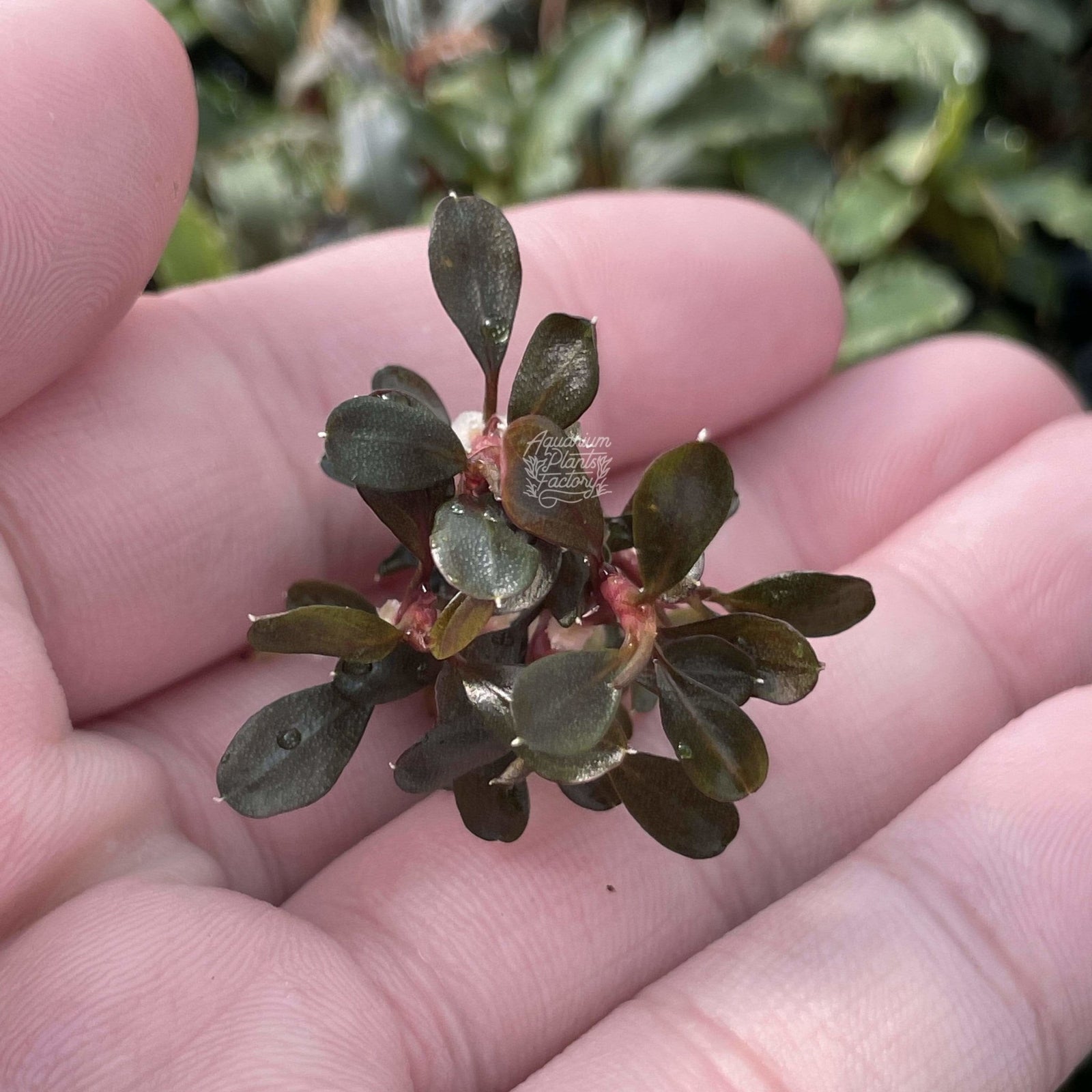 Bucephalandra Kapuas Brownie Ghost - Aquarium Plants Factory