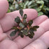 Bucephalandra Kapuas Brownie Ghost - Aquarium Plants Factory