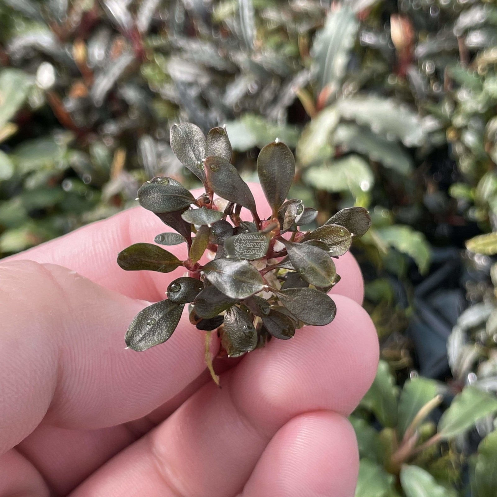 Bucephalandra Kapuas Brownie Ghost - Aquarium Plants Factory