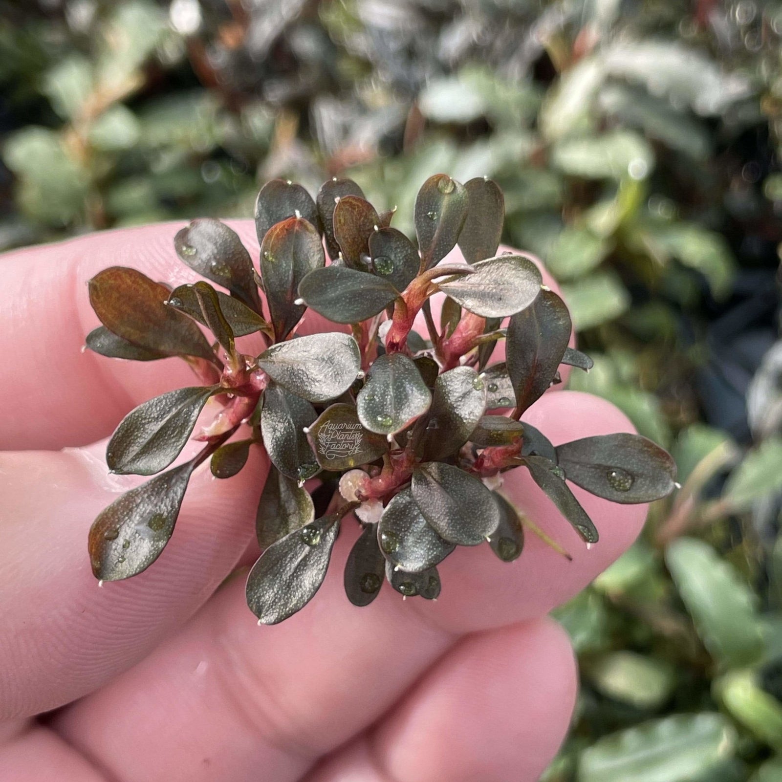 Bucephalandra Kapuas Brownie Ghost - Aquarium Plants Factory