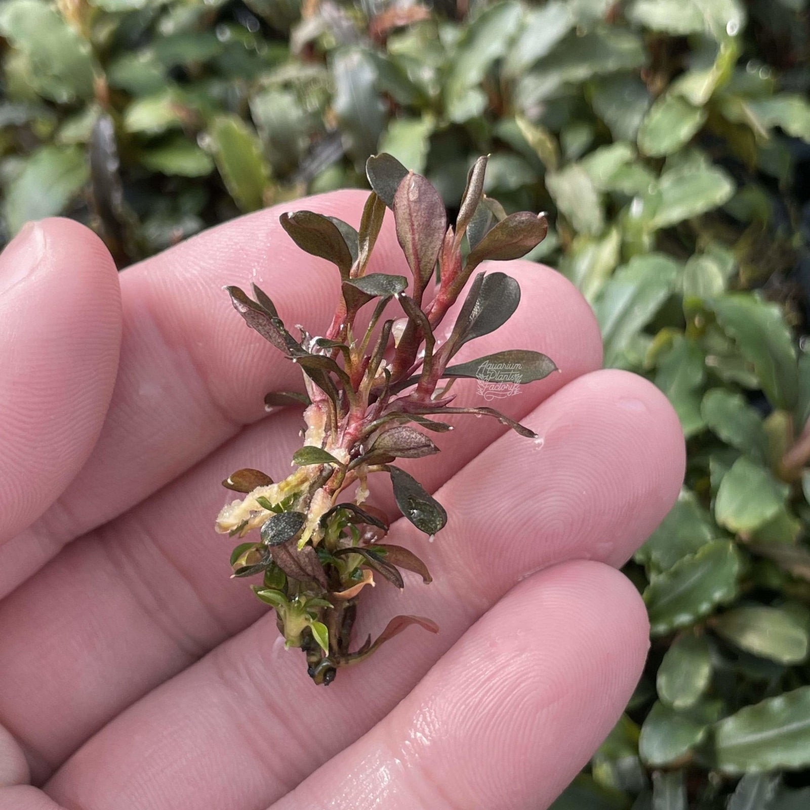 Bucephalandra Kapuas Brownie Ghost - Aquarium Plants Factory