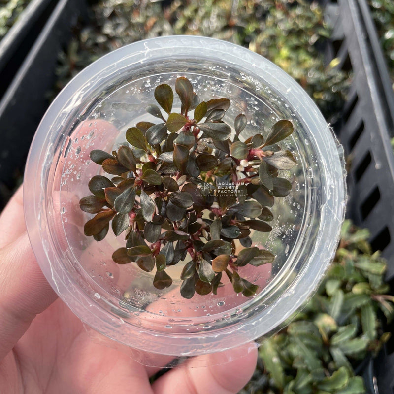 Bucephalandra Brownie Red Coin - Tissue Culture Cup - Aquarium Plants Factory