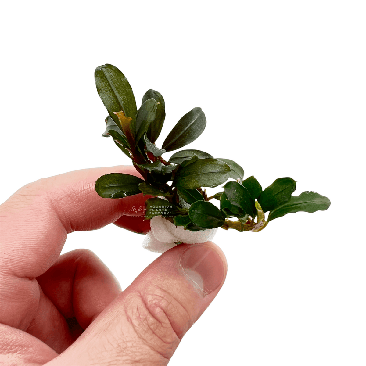 Bucephalandra Kedagang Mini aquarium plant, photo 2