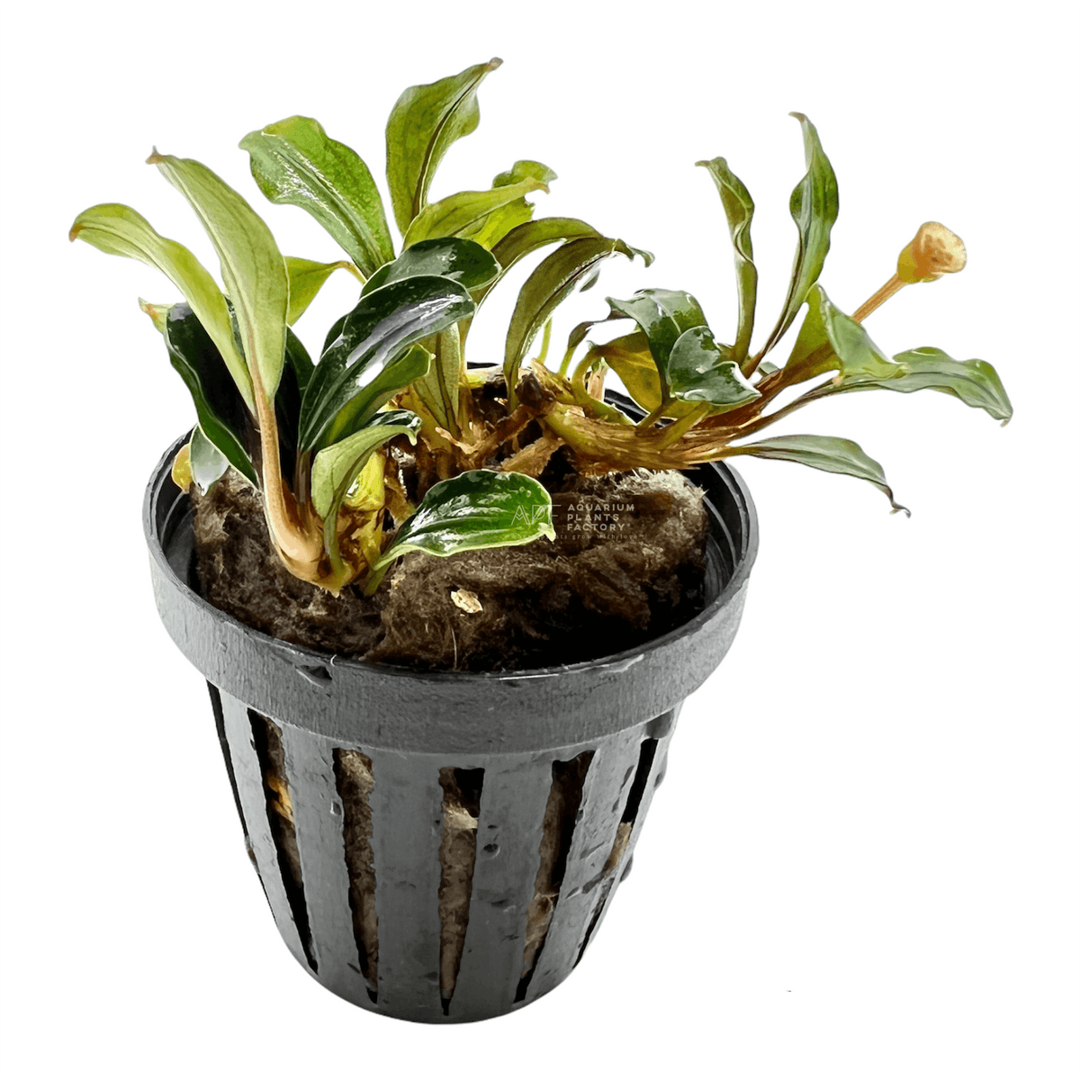 Bucephalandra Kedagang Mini aquarium plant