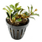 Bucephalandra Kedagang Mini is an exceptional choice for any aquarist looking to create a vibrant and healthy underwater environment. Its unique appearance and ease of care make it a standout plant for enhancing the beauty and biodiversity of any aquarium.