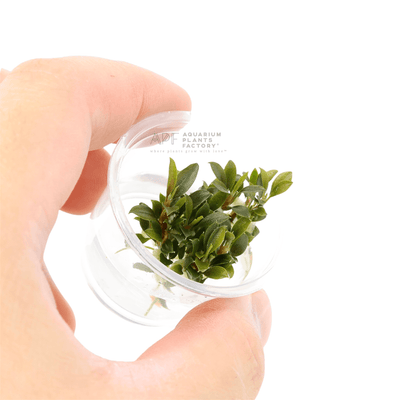 Bucephalandra Kedagang Mini Galaxy | Tissue Culture Cup | APF Aquarium Plants Factory®