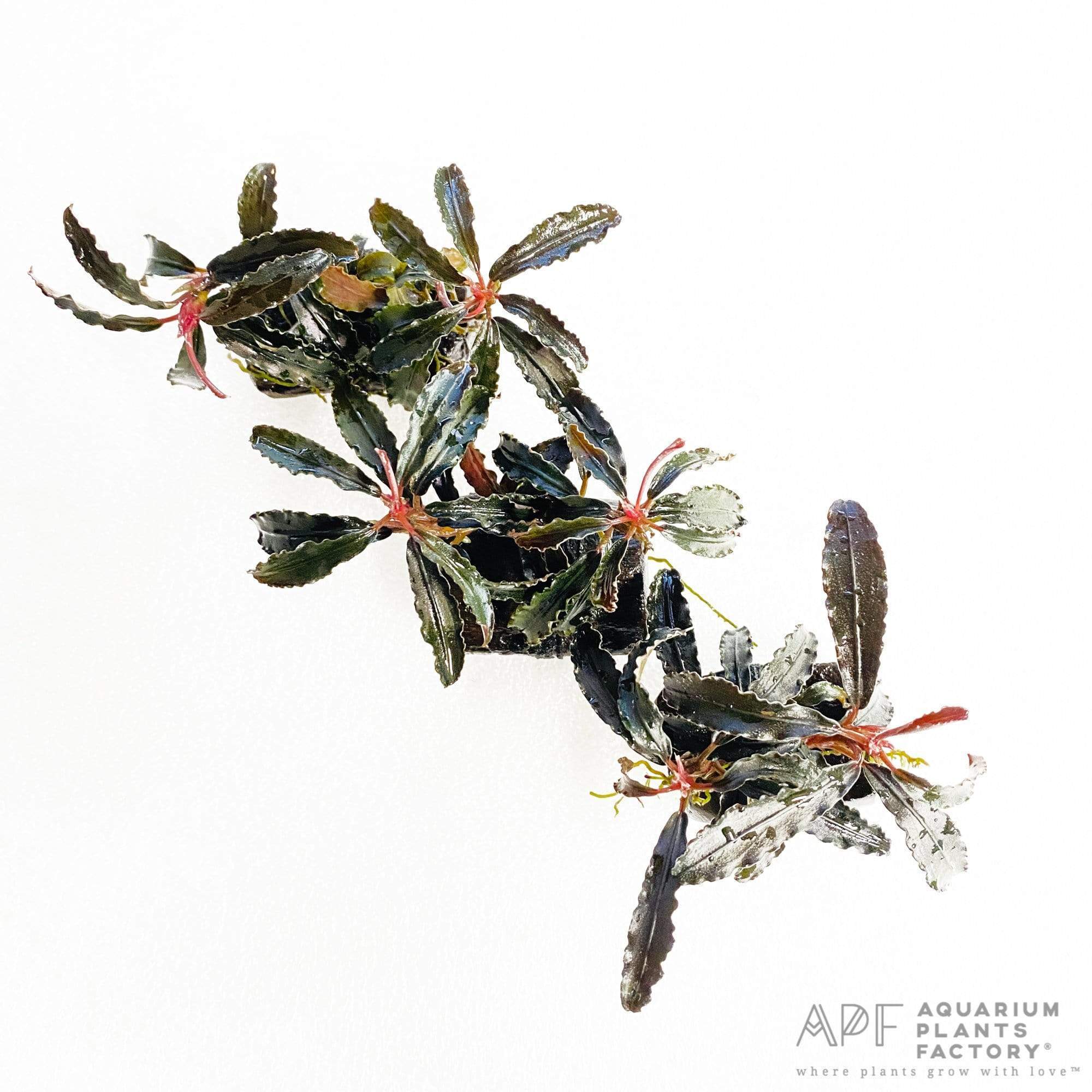 Bucephalandra Kedagang Red on Driftwood - Aquarium Plants Factory