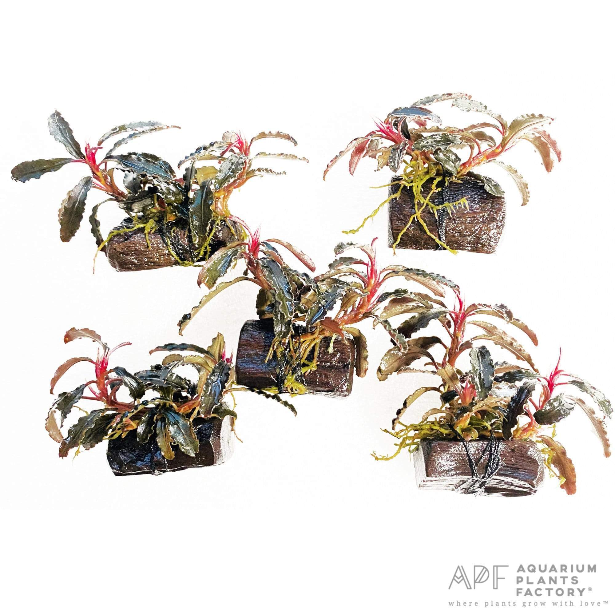 Bucephalandra Kedagang Red on Driftwood - Aquarium Plants Factory