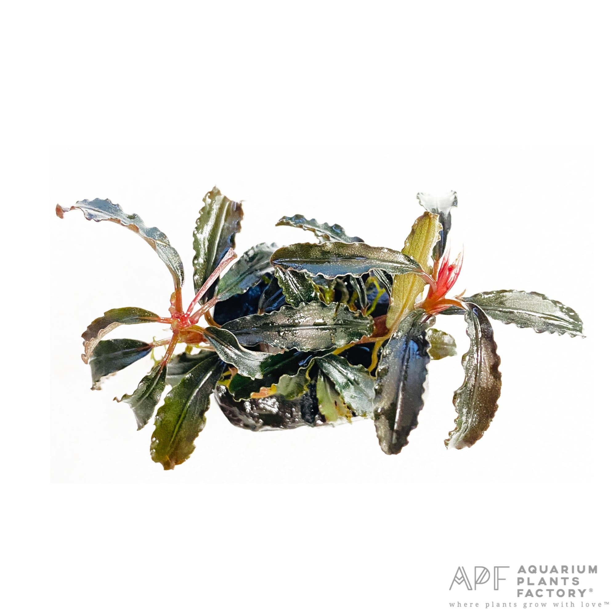 Bucephalandra Kedagang Red on Driftwood - Aquarium Plants Factory