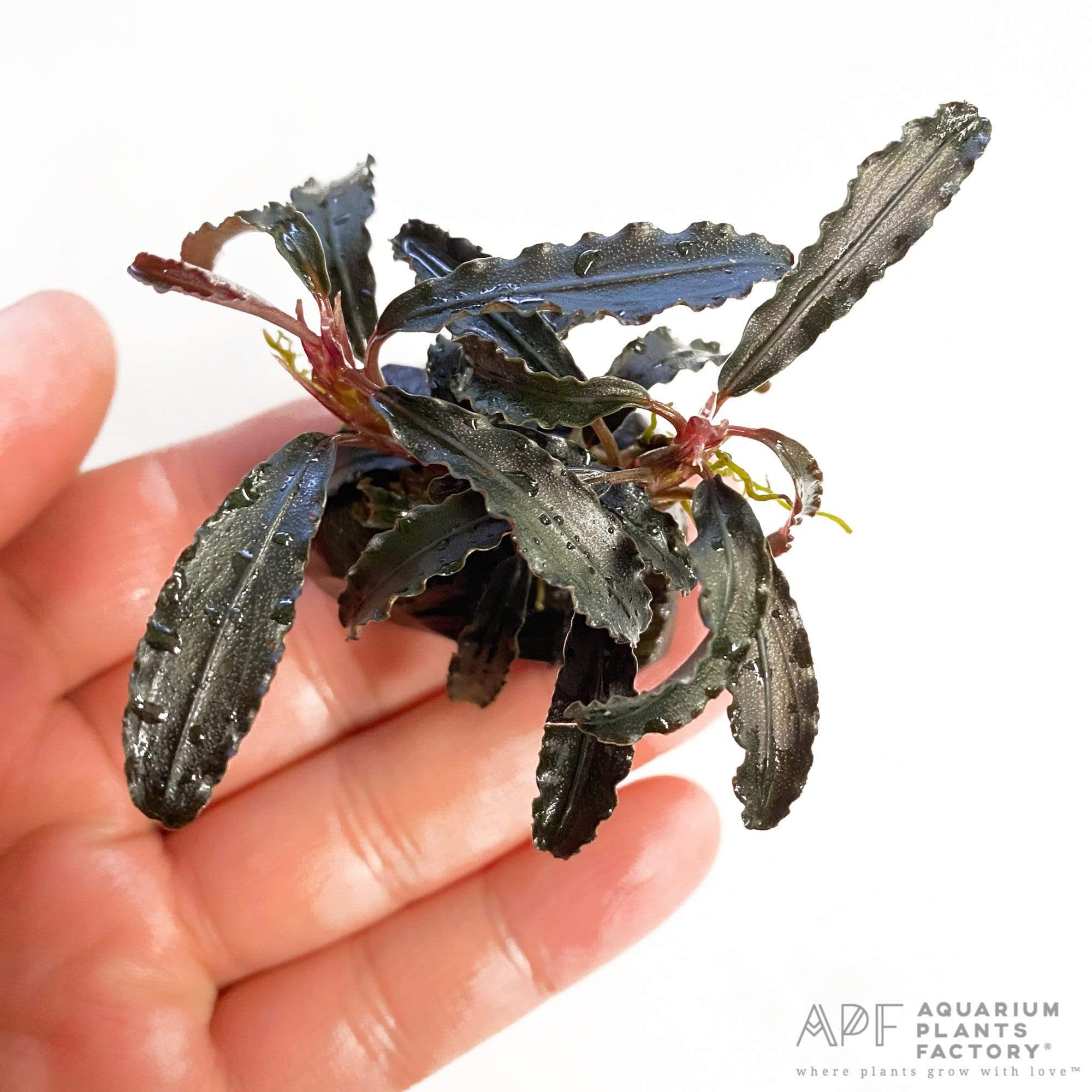 Bucephalandra Kedagang Red on Driftwood - Aquarium Plants Factory