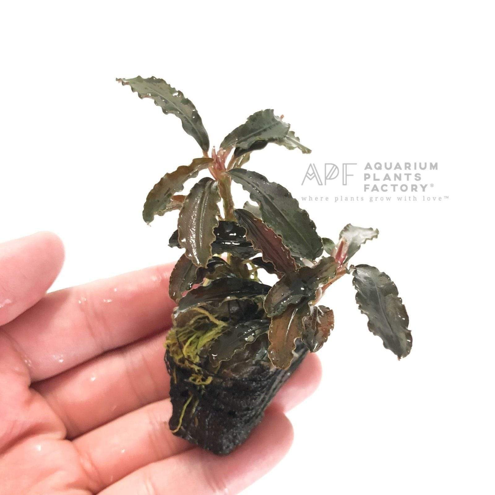 Bucephalandra Kedagang Red on Rock - Aquarium Plants Factory