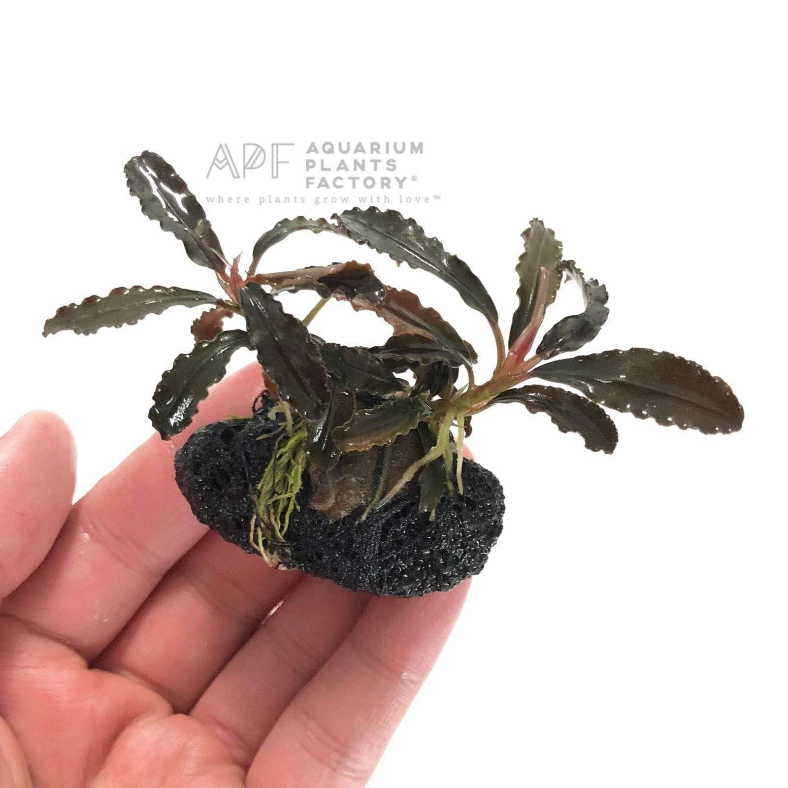 Bucephalandra Kedagang Red on Rock - Aquarium Plants Factory