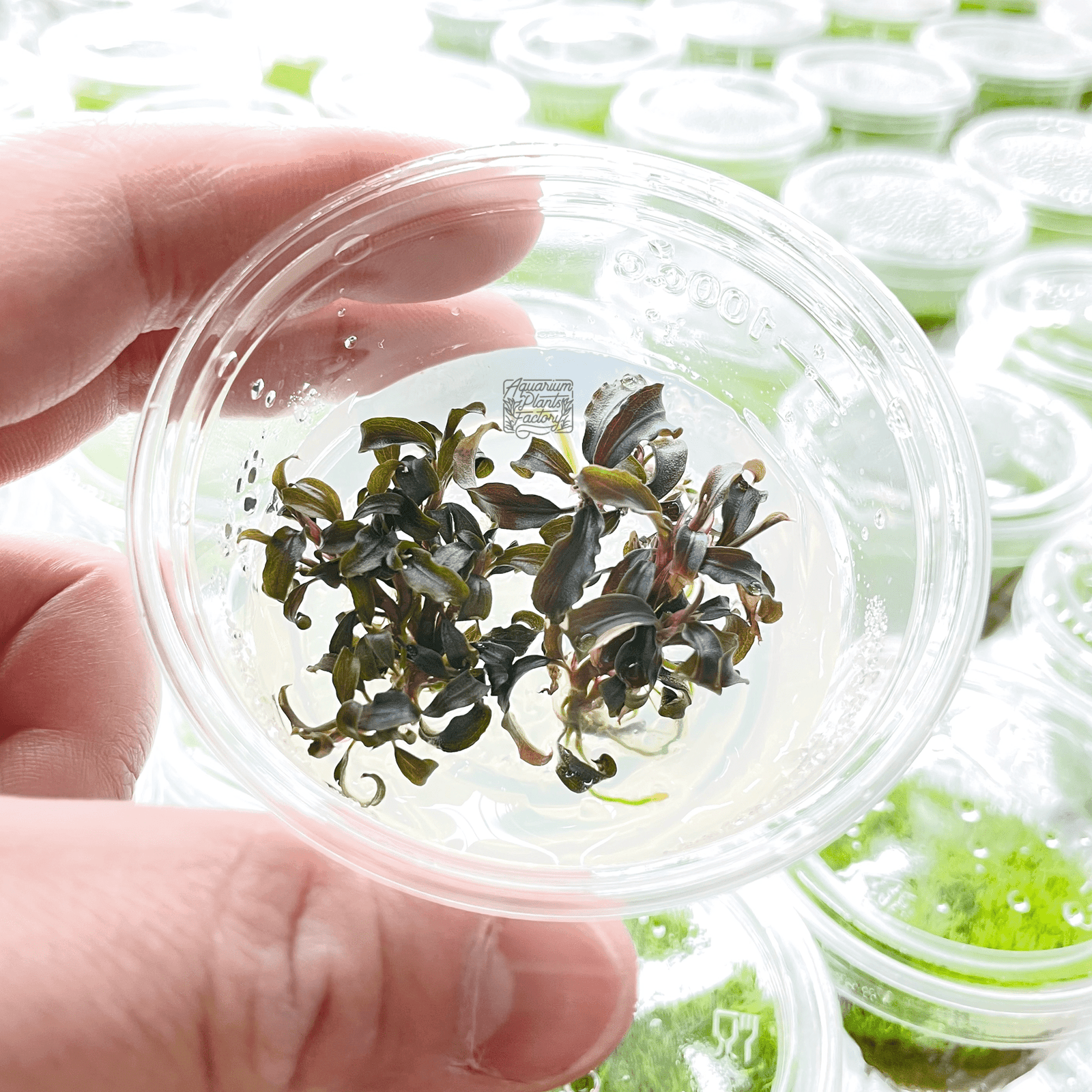 Bucephalandra Kedagang Red - Tissue Culture Cup - Aquarium Plants Factory