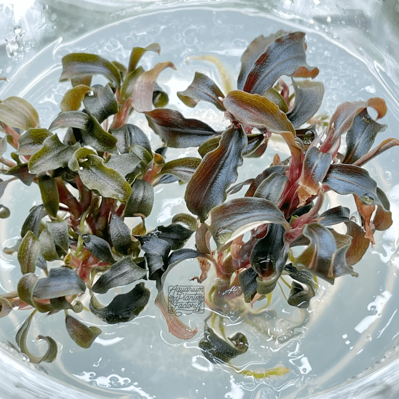Bucephalandra Kedagang Red - Tissue Culture Cup - Aquarium Plants Factory
