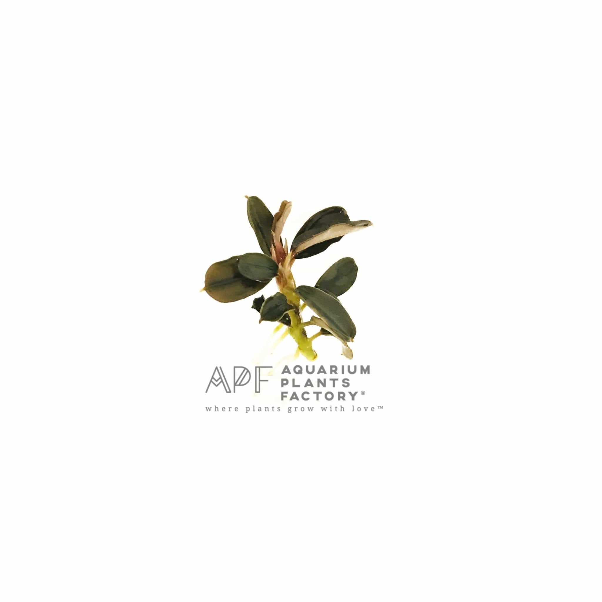 Bucephalandra Kedagang Round - Aquarium Plants Factory