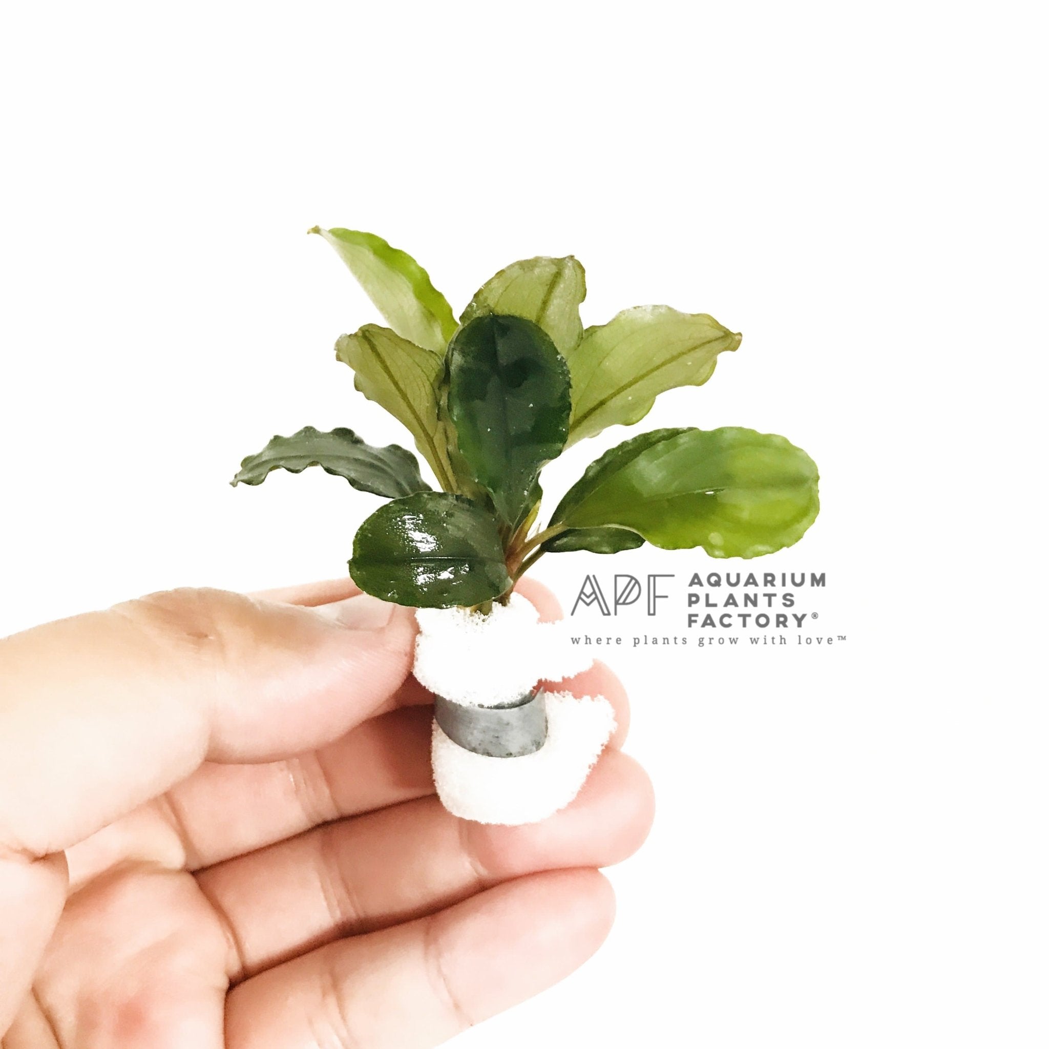 Bucephalandra Lagoon - Aquarium Plants Factory