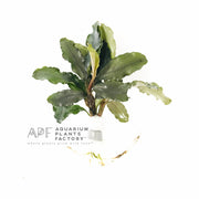 Bucephalandra Lalina aquarium plant