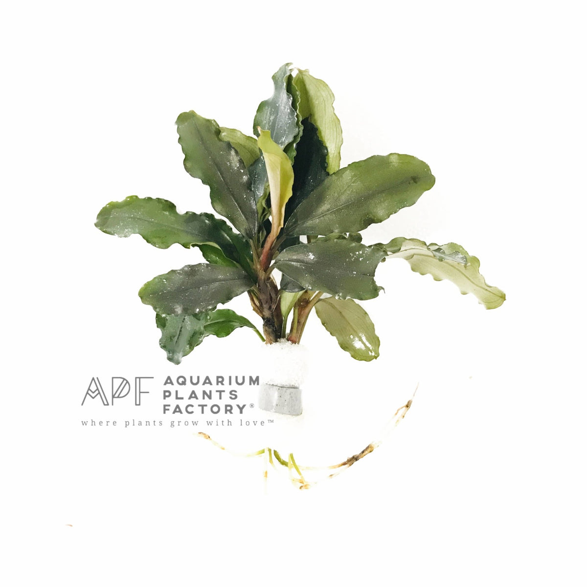Bucephalandra Lalina aquarium plant