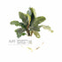 Bucephalandra Lalina - Aquarium Plants Factory