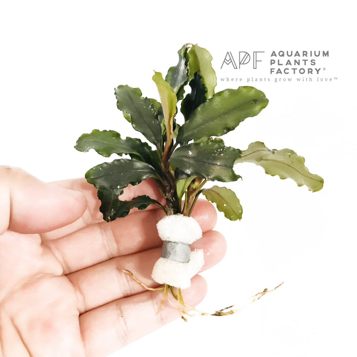 Bucephalandra Lalina aquarium plant, photo 2