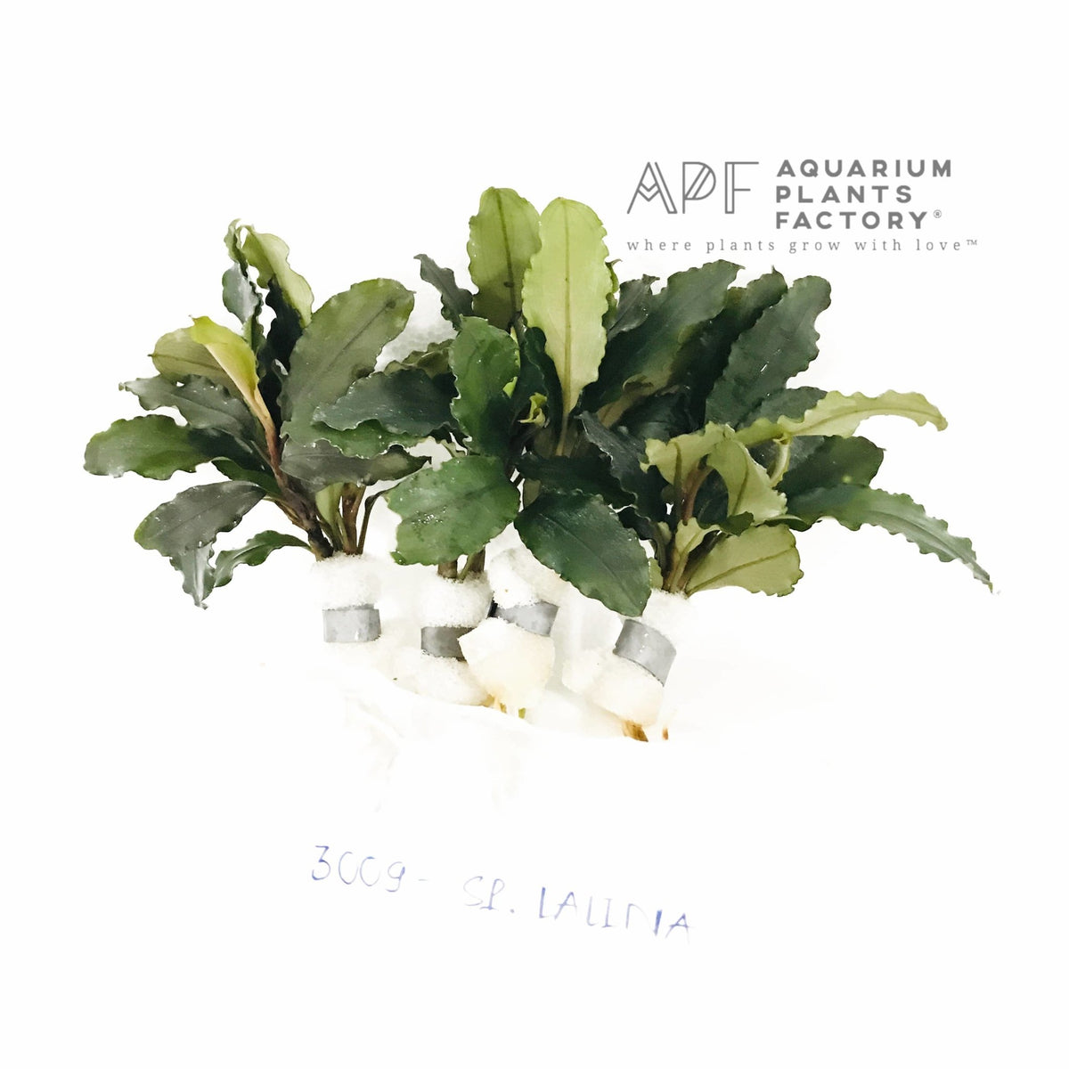 Bucephalandra Lalina aquarium plant, photo 3
