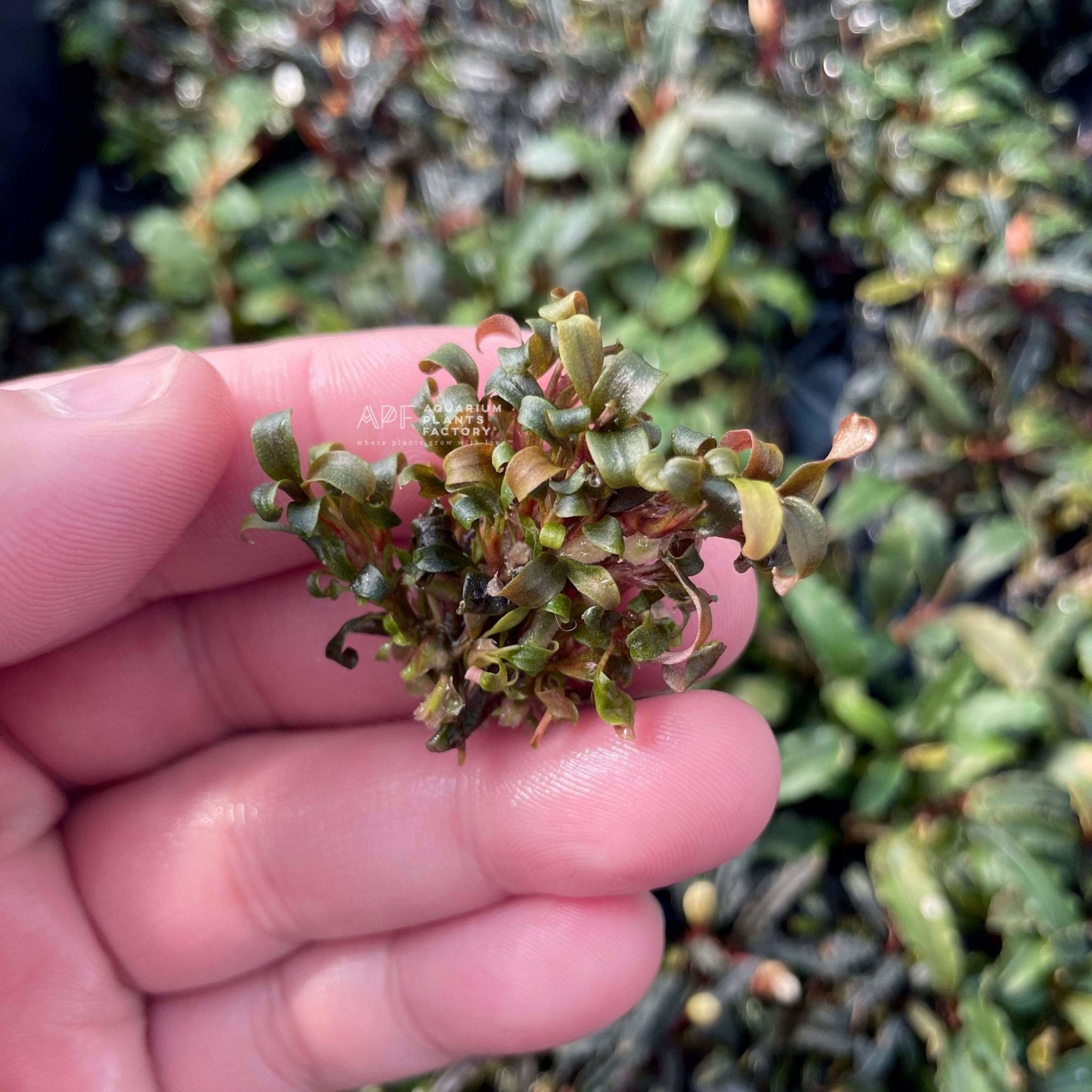 Bucephalandra Lamandau Purple Mini - Tissue Culture Cup - Aquarium Plants Factory