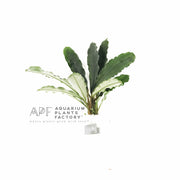 Bucephalandra Melawi Fine Edge aquarium plant
