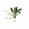 Bucephalandra Melawi Fine Edge - Aquarium Plants Factory