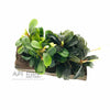 Bucephalandra on Driftwood (Mix Variety)