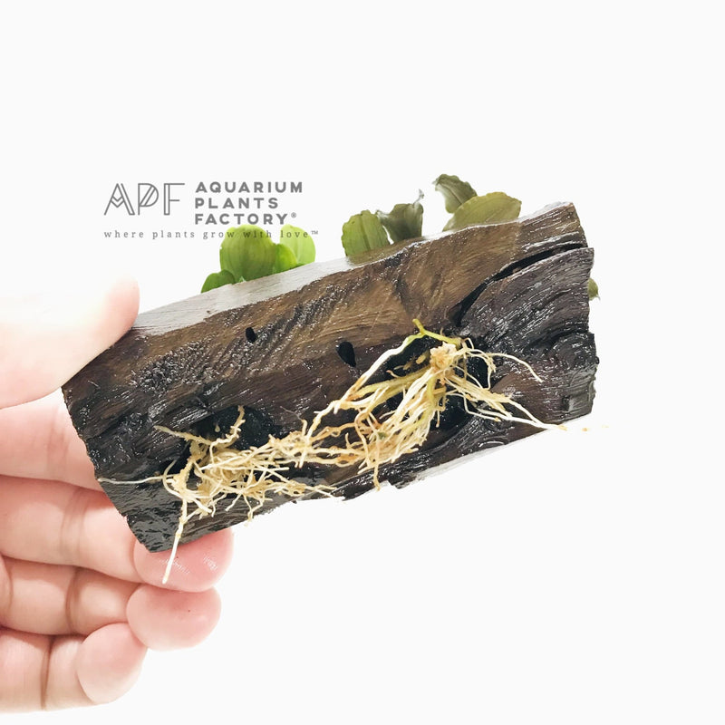 Bucephalandra on Driftwood ( Mix Variety ) - Aquarium Plants Factory