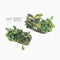 Bucephalandra on Driftwood ( Mix Variety ) - Aquarium Plants Factory