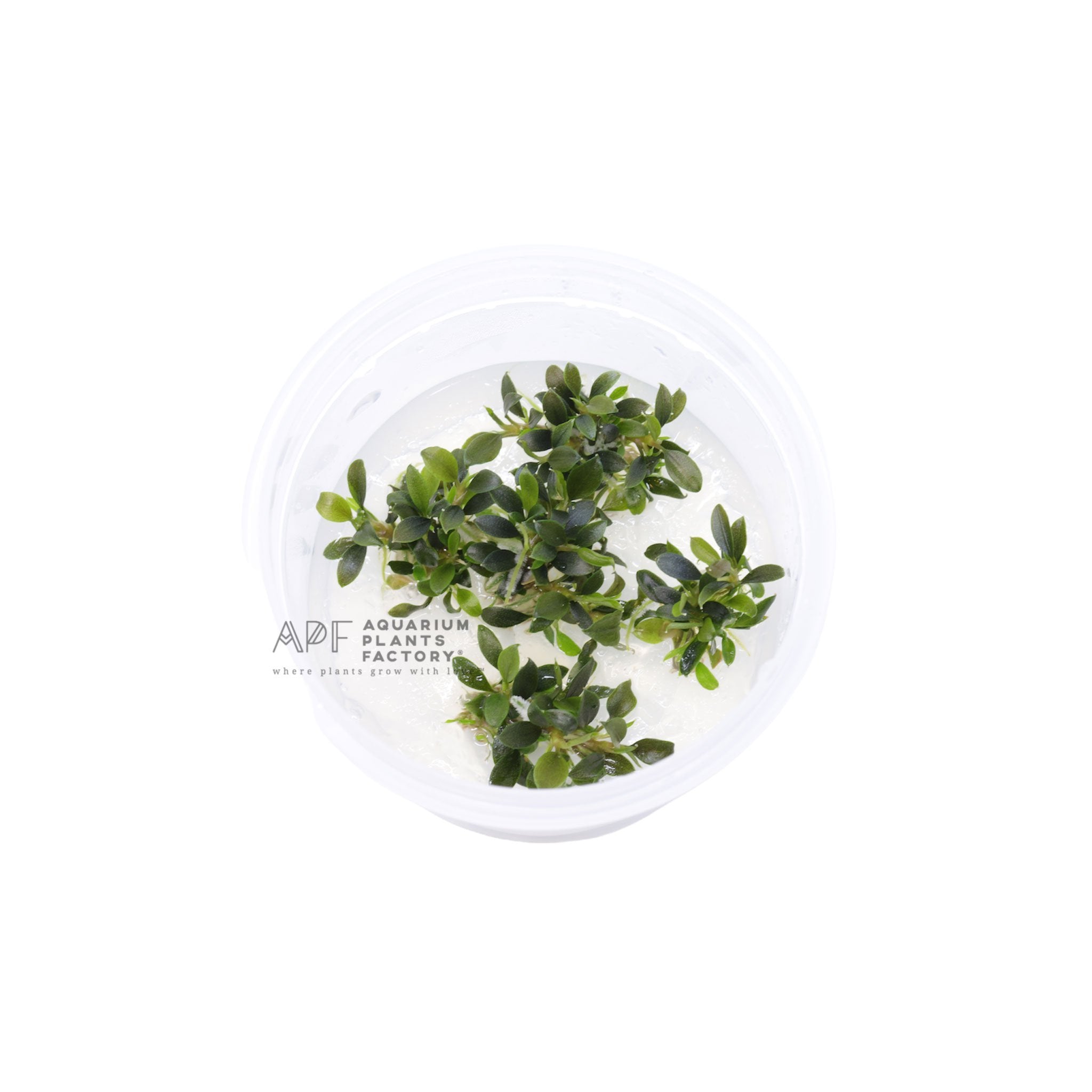 Bucephalandra Petite Blue Chili - Tissue Culture Cup - Aquarium Plants Factory