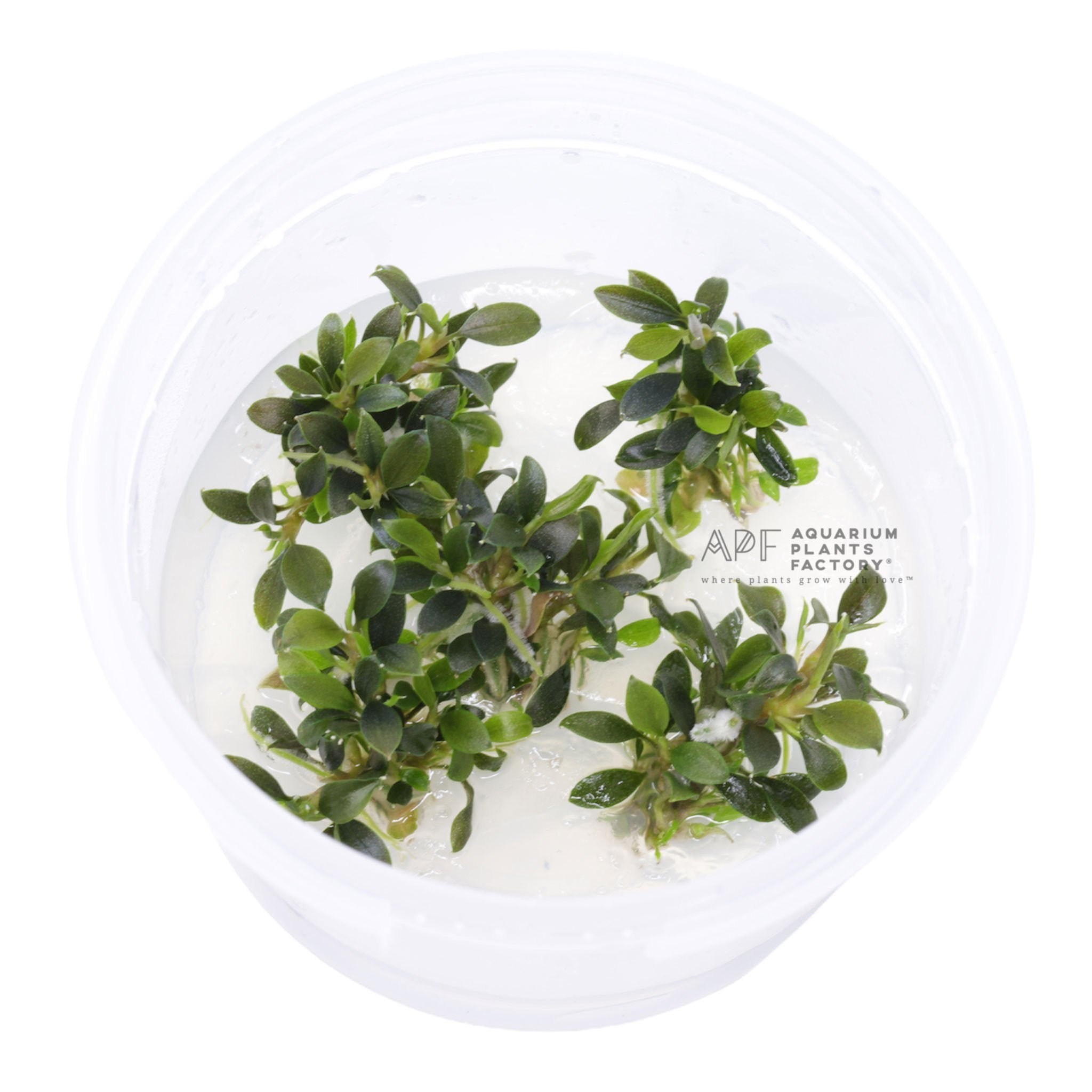 Bucephalandra Petite Blue Chili - Tissue Culture Cup - Aquarium Plants Factory