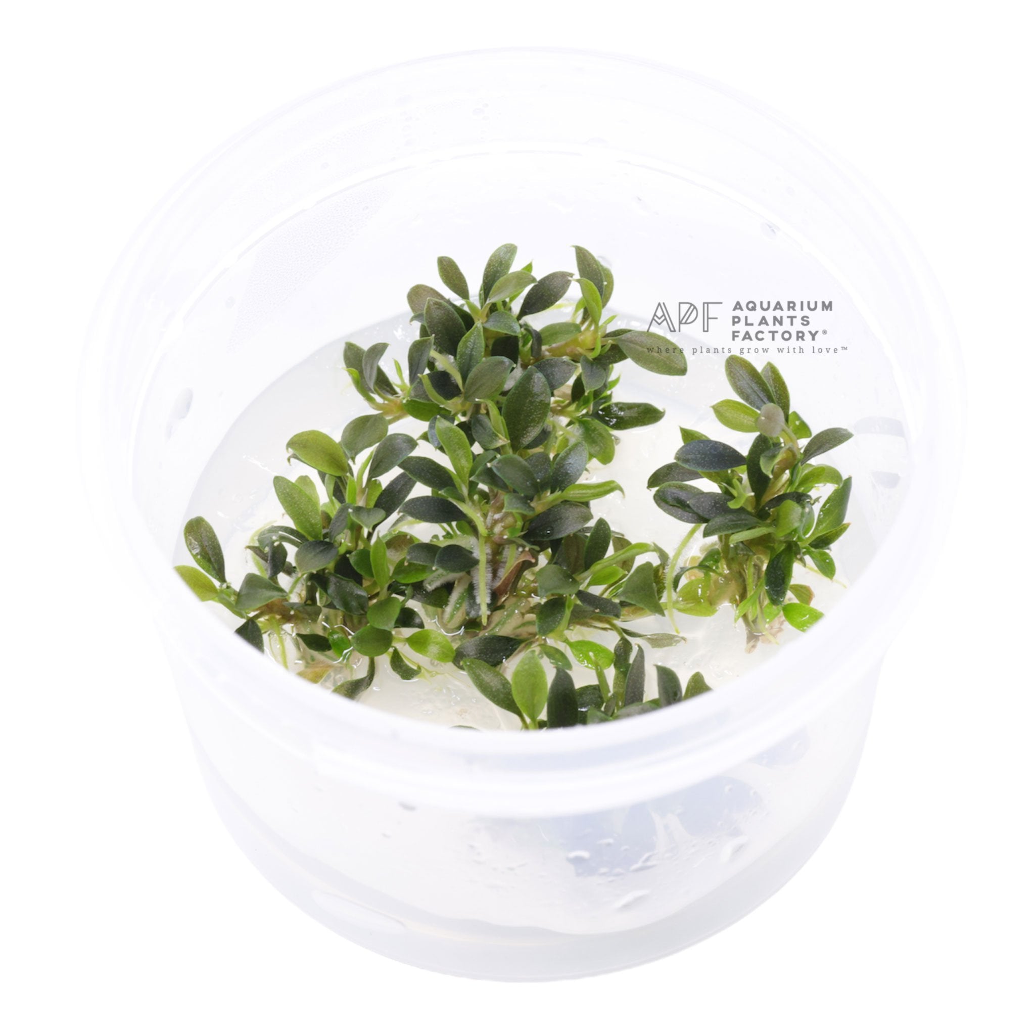 Bucephalandra Petite Blue Chili - Tissue Culture Cup - Aquarium Plants Factory