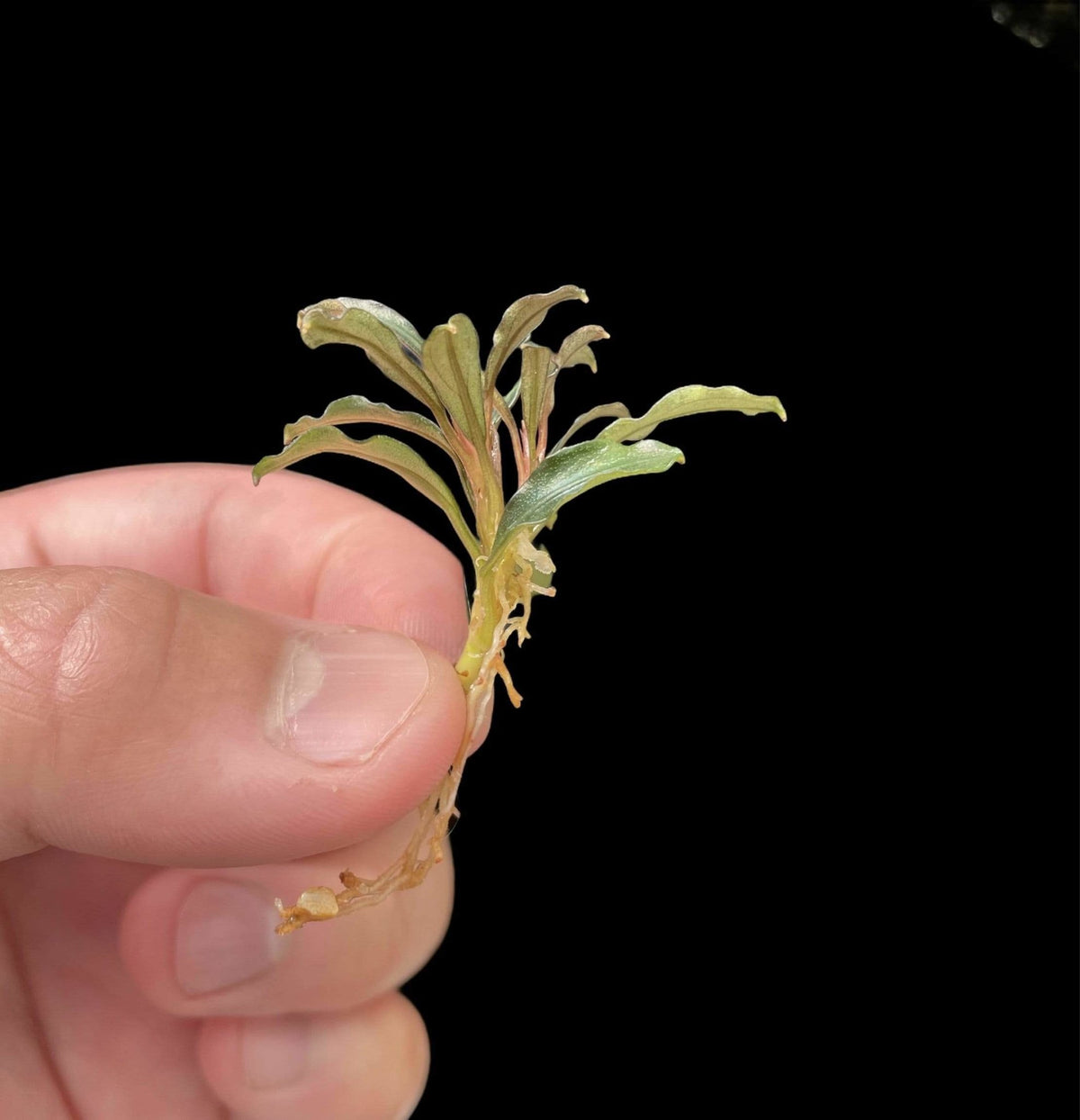 Bucephalandra Phantom Mini, photo 2