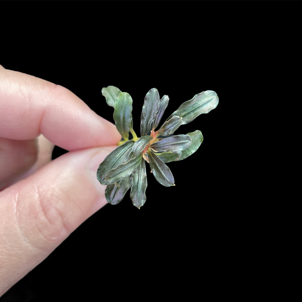 Bucephalandra Phantom Mini