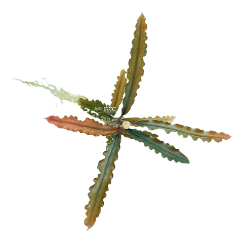 Bucephalandra Pink Godzilla