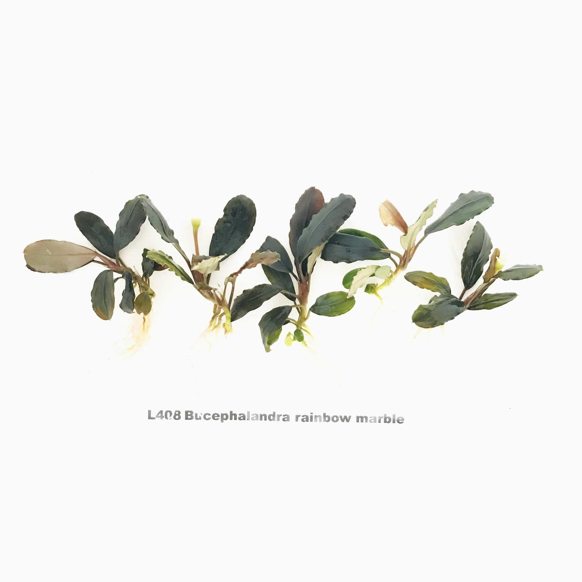 Bucephalandra Rainbow Marble, photo 2