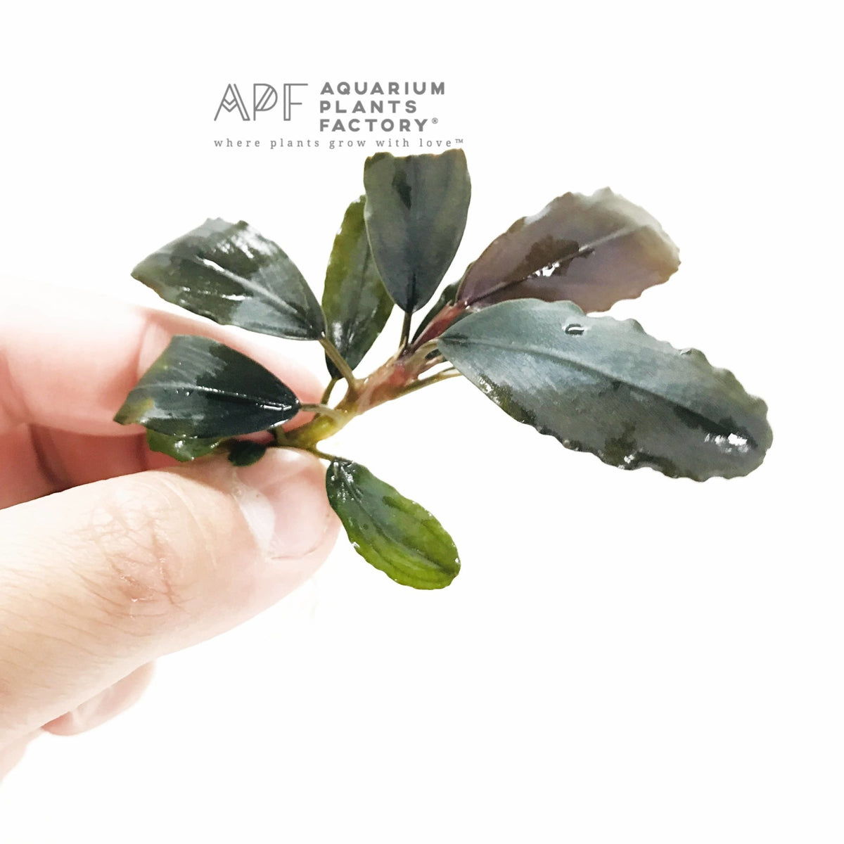 Bucephalandra Rainbow Marble