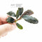 Bucephalandra Rainbow Marble - Aquarium Plants Factory